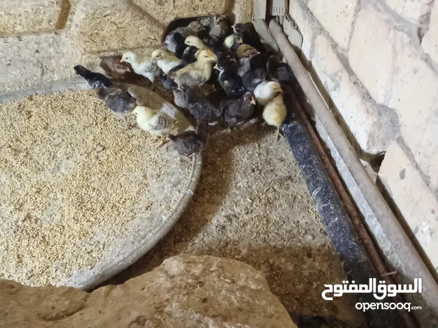 مشويش عمرهن شهر و10 ايام تقريبا نشطات تبارك الله