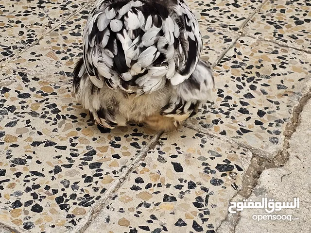 دجاج كوشن للبيع