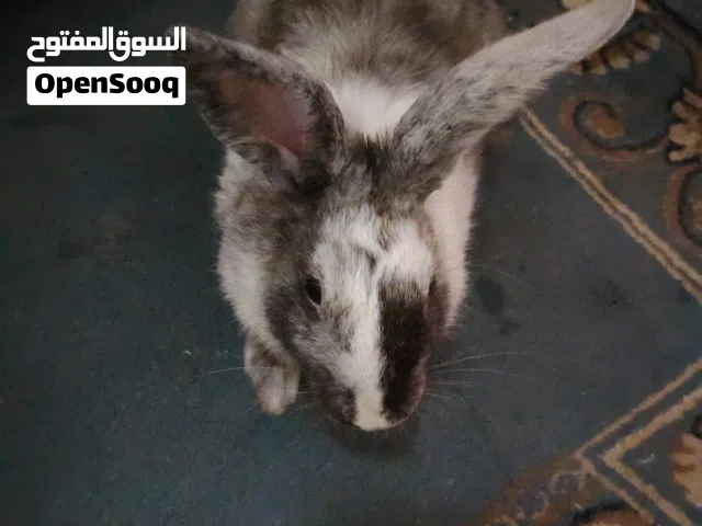 rabbit female