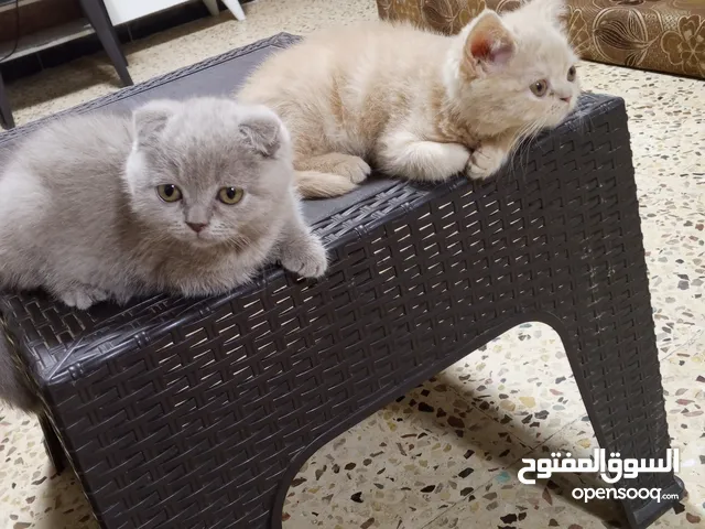 سكوتش فولد انثى كتنز عمر شهرين وفارسي ذكر عمر شهرين للبيع لعوبين متعودين عاللتر بوكس نضاف مع مطعوم