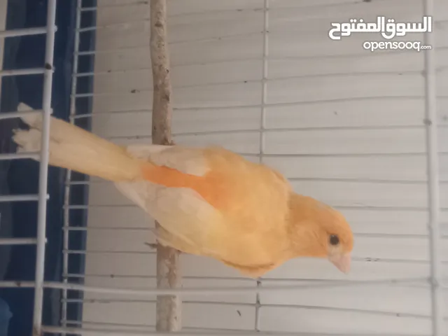 جوز كنار شغلات للبدل على ياكريم