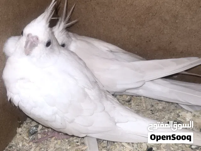 كوبل كالوبسيت البينو عين حمرا