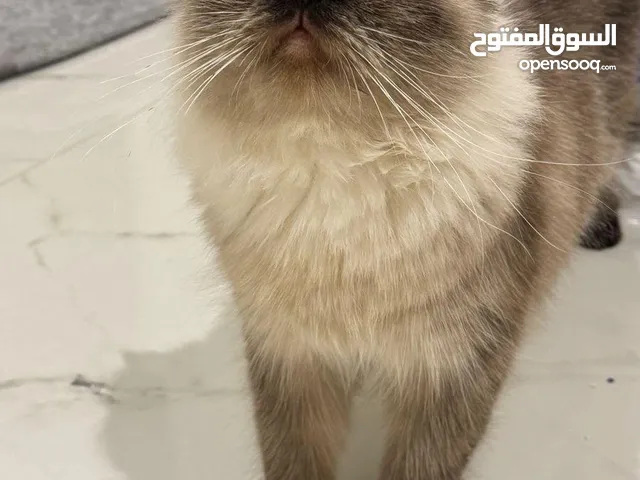 قط ذكر هملايا شوكلت و قطه كتنز كتن بيبي 3 شهور ابيض ناصع و عيون زرق القط رغدول البيور الضخم