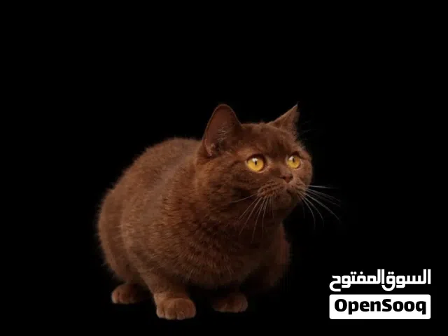 انثى سكوتش استريت سينامون