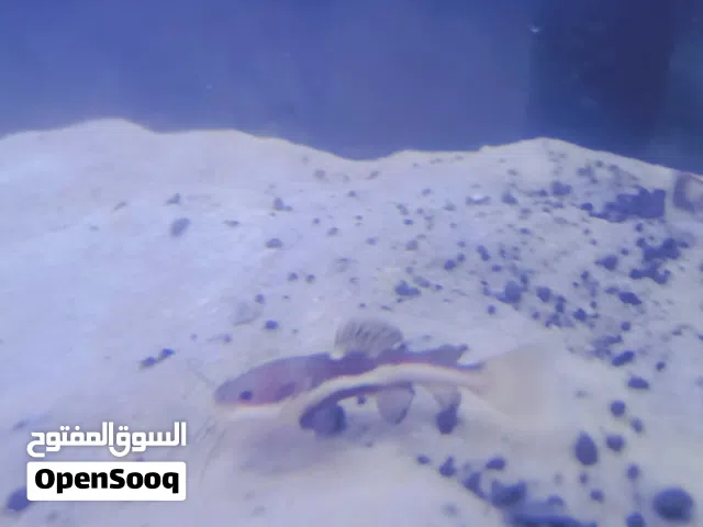 متوفر سمكه كات فيش