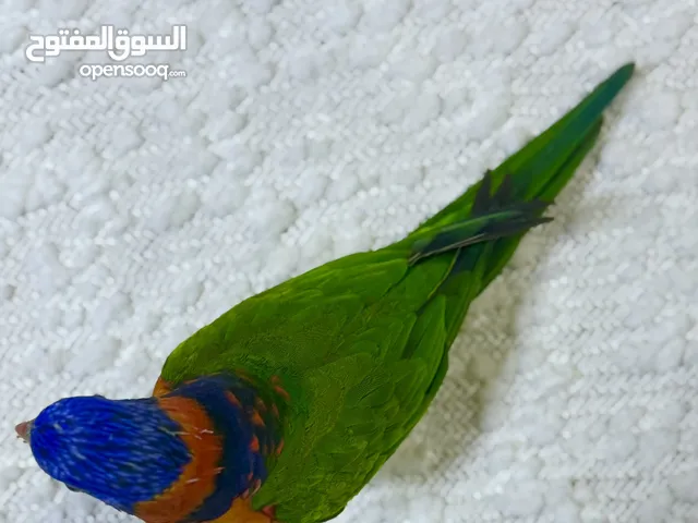 ببغاء لوري معة قفص كبير