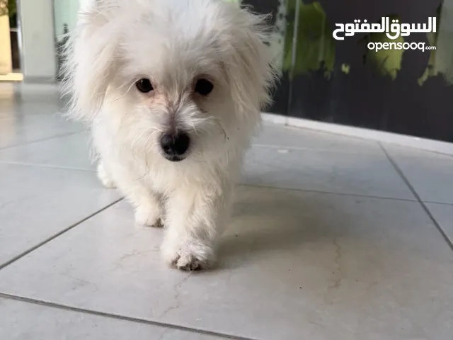 كلب لابيع خمس شهور