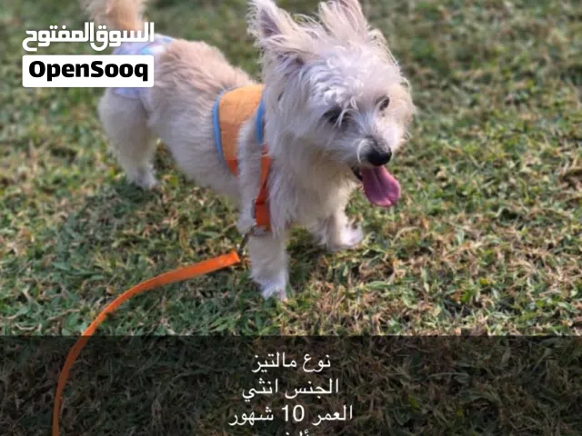 نوع مالتيز الجنس انثي العمر 10 شهور أليف مأخذه كل تطعيم جواز سفر السعر 5500درهم