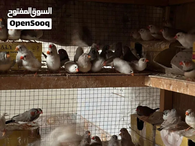 متاح فناجس تبزير عراقي