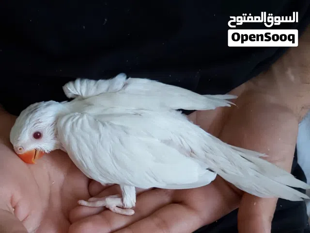 فرخ ببغاء دره البينو 40 يوم صار عمره بصحه جيده (نادر)