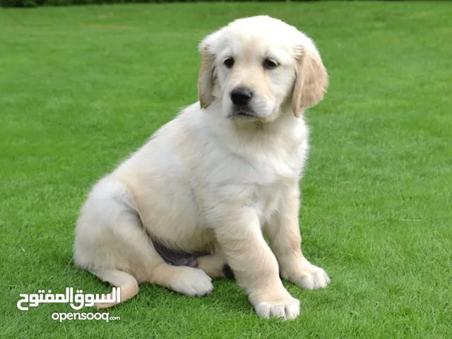9 Golden Retriever Puppies