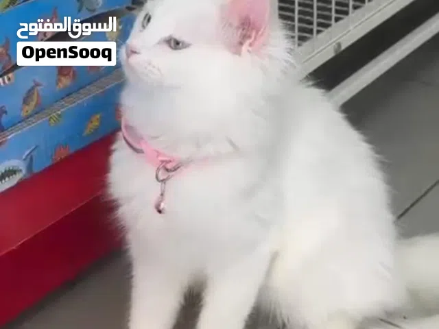 قطط 2 مع جواز سفر