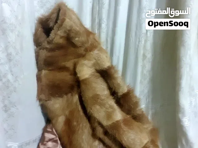 كبوت فرو كلاسيكي