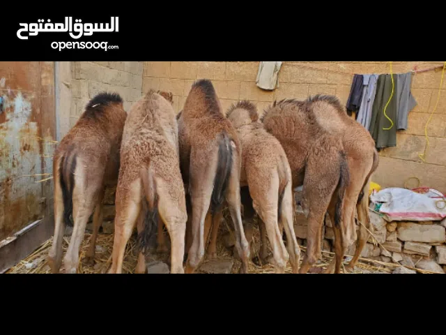 جمال أو قعدان للبيع السعر الواحد 3000 سعودي