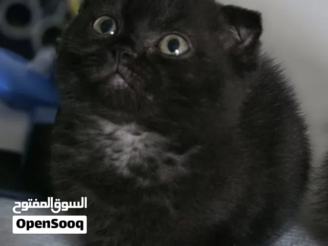 سكوتش فولد شورت هير دارك شوكلت