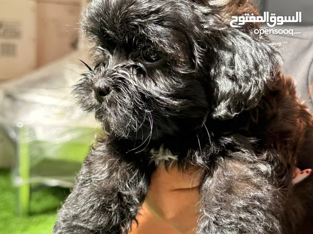 جراء بودل toy poodle جميلة جدا العمر 50 يوم