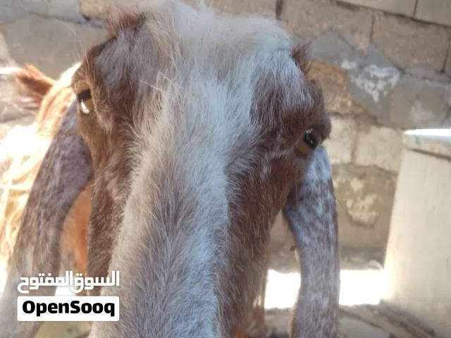 صخله شامي للبيع