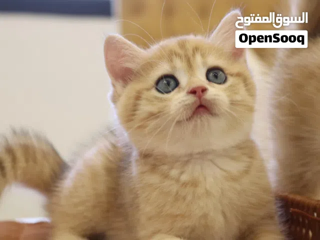 قطة أنثى للبيع