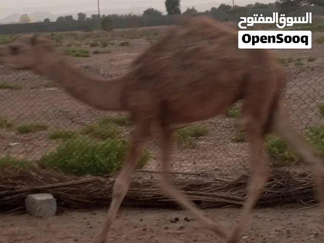للبيع قعدان زينات لحم او تربيه اقر الوصف مهم  سعر الكبير 460 قابل و سعر صغير 270 قابل الجاد له طيبة