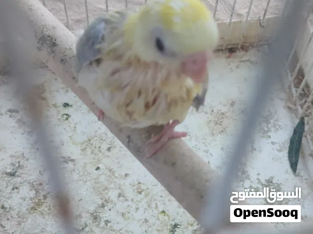 فرخ ريدرام مروض