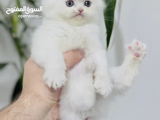 كيتن سكوتش فولد وانواع جميله