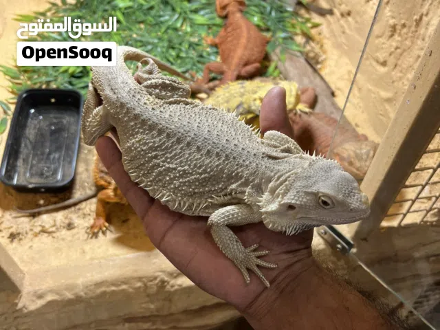 بيردد دراغون