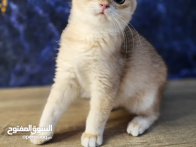 Dubai Cat Show 2024 winner