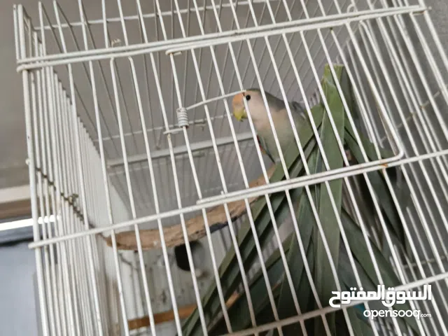 كوبيه بركديلو روز مشاء الله منتجه من قبل عز ما تكسب