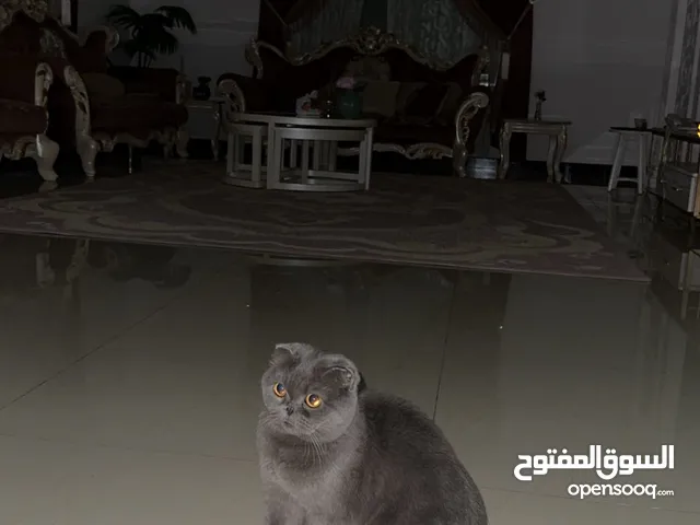 قطوه للبيع وليس للتبنى