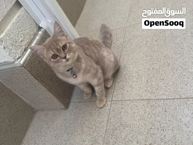 للبيع قطط اناث