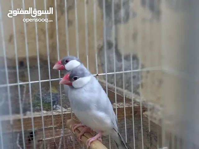 Silver Java breeder pair for sell زوج سيلفر جاوا للبيع