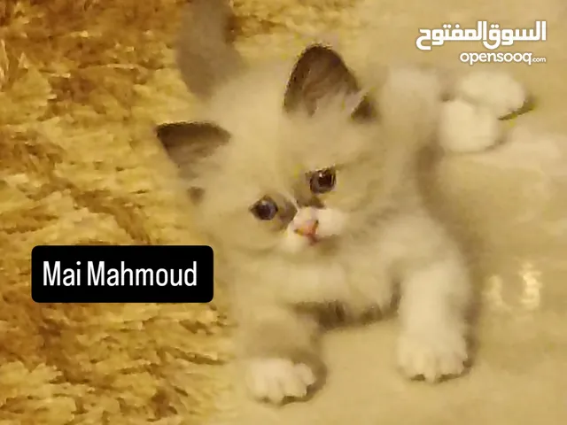 Ragdoll kitten boy bicolor