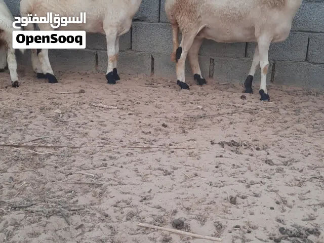 نعجتين وطنيات تحتهن دكور