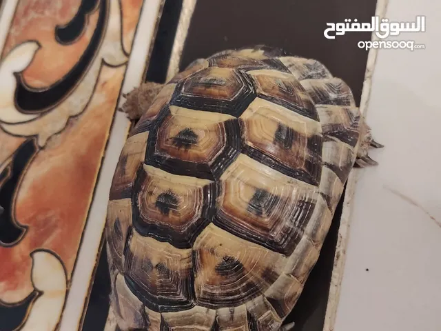 سحلفاه للبيع