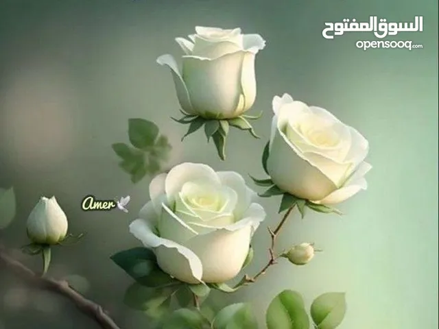 fatima hayder