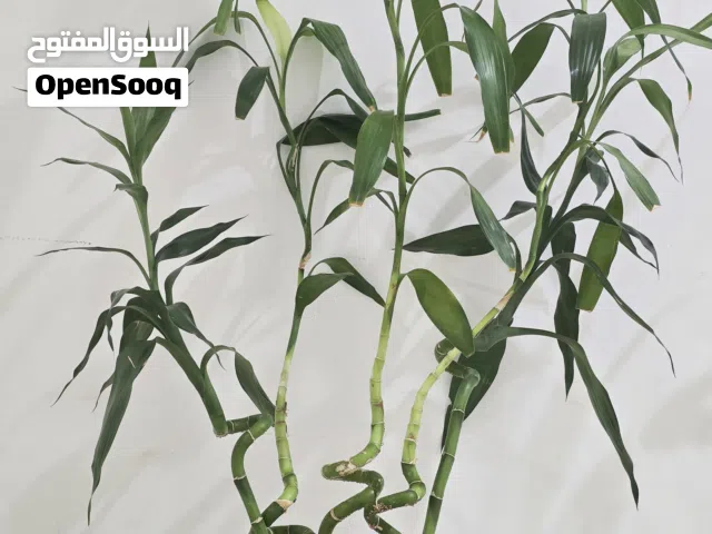 نبات بامبو أخضر طبيعي عدد خمس اعواد مع الفازه الزجاجيه ديكور طبيعي يجمع بين الجمال والهدوء