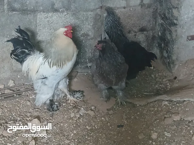 دجاج للبيع