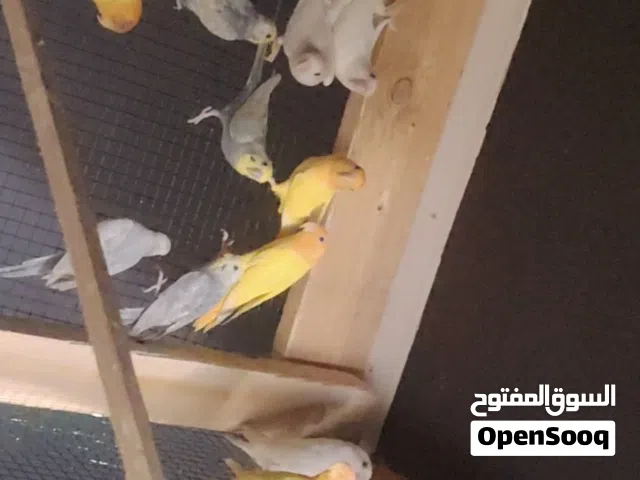 بركديلو فلللل اورنج صبغه الله يباك امهات عي حمره