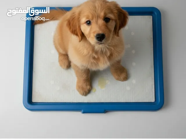 Pet tray, وعاء تدريب لكلاب يوصع به ورق ليقضى لقضاء حاجته دون احداث فوضى بالمكان ويتم تغير الورق