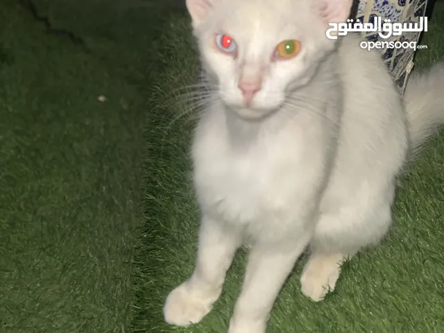 قط للبيع