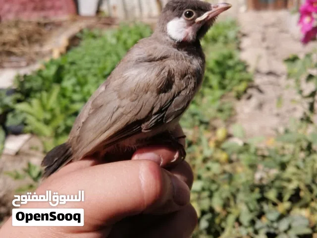 على بركه الله يتوفر بلبل أليف عمرة يقارب ال شهر أليف كلش الذيل نص ستوة بلش يغرد البلبل يطير