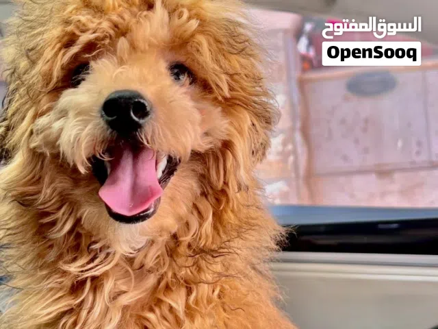 انثى تاي بودل صنف عالي ماخذه كل المطاعيم ومدربه
