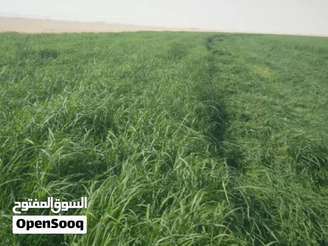 للأستثمار المزرعة المتواجدة في  الشصر تم التأجير الحمد الله مشاريع ناجحة 100% ما شاء الله الفرصة مره