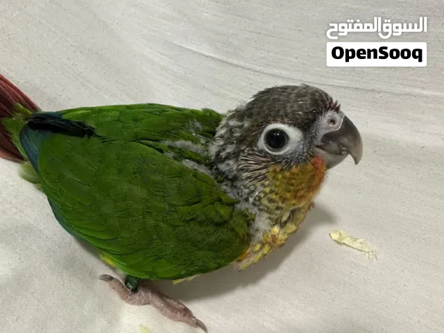 بلو سايد ريد فاكتور