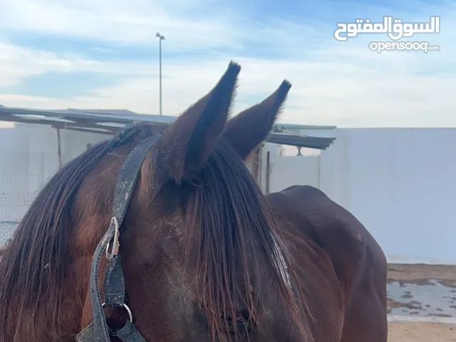 خيل للبيع العمر 18 بدون جواز ينفع للمبتدين :ملاحضه:الخيل لياقته حلوه ونشيط تعال وطالع