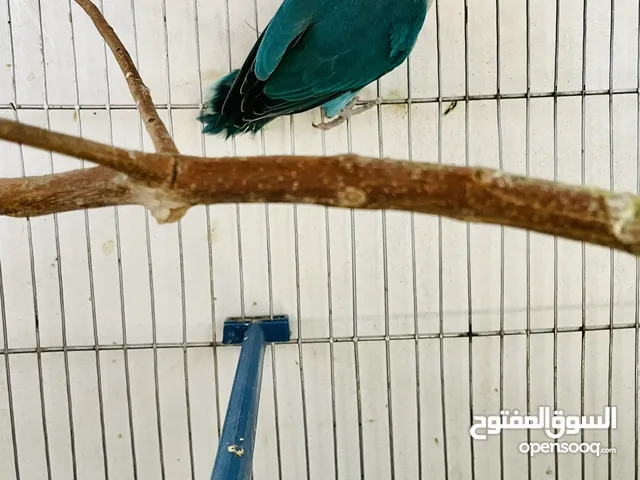 السلام عليكم متوفر باذن الله ذكر فيشر بلو ذكر ماشط مصوقر مرتين حجم و صحه ربي يبارك للبيع ياشباب