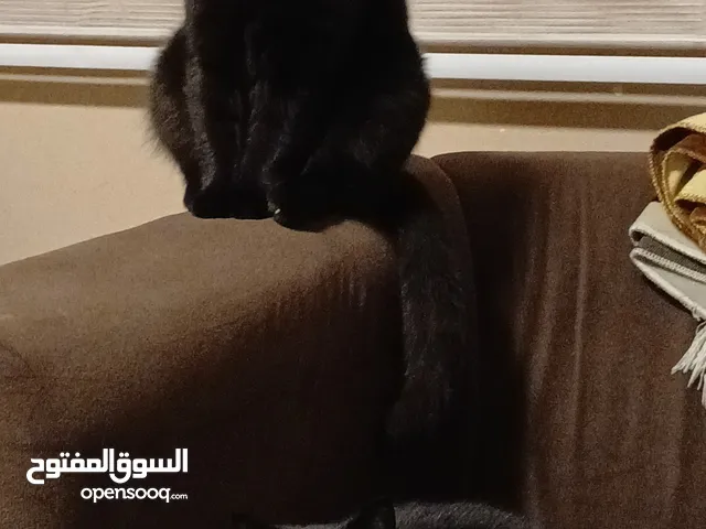 قطه برتش لون اسود للتبني
