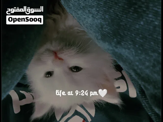 بسه للبيع الوحده سعرها ب