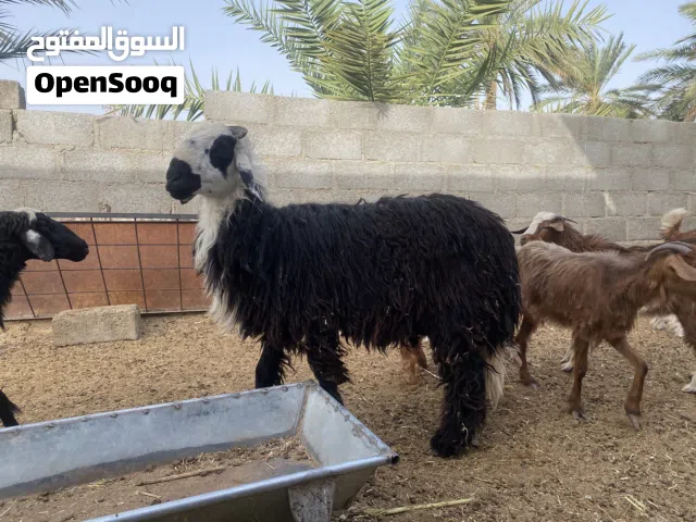 للبيع بأسعار مناسبة