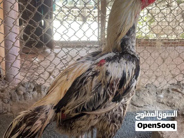 يوجد لدينا ديك باكستاني اصل سميننن ماشاء الله